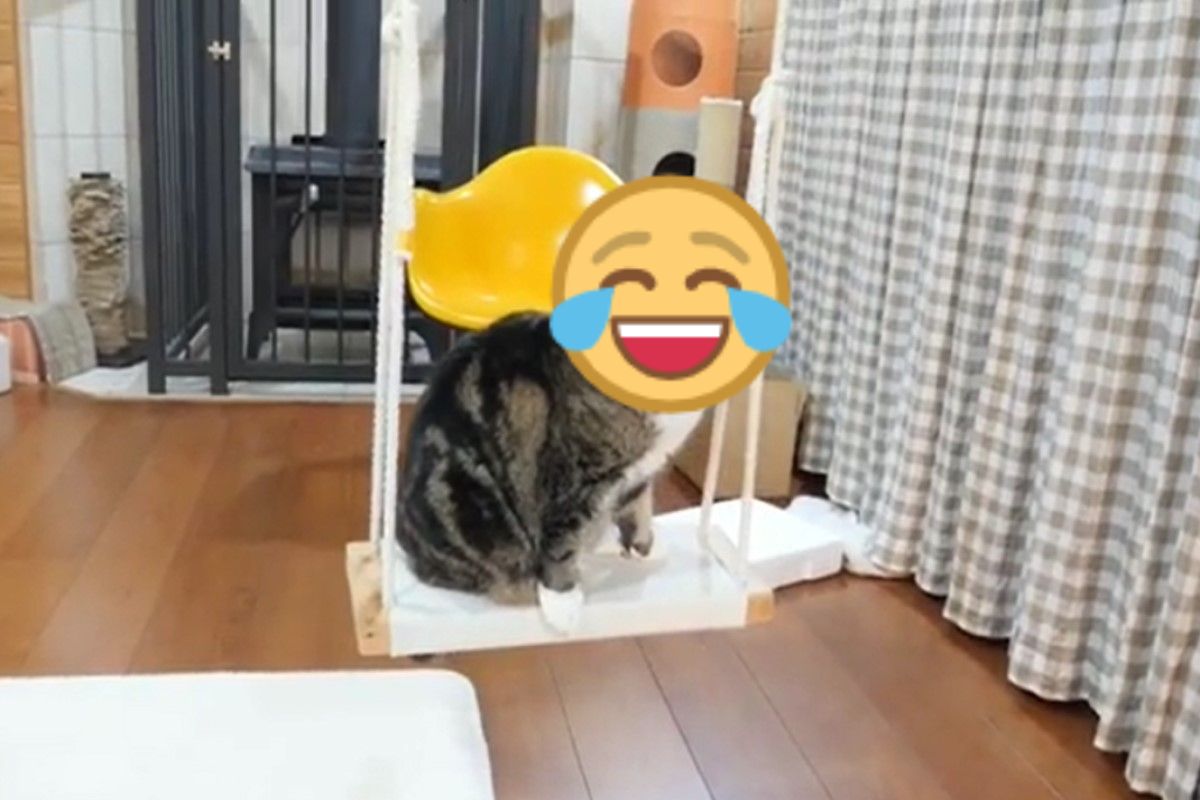 紙箱貓「小圓」日前戴「安全帽」盪鞦韆（圖／IG ＠maruhanamogu）