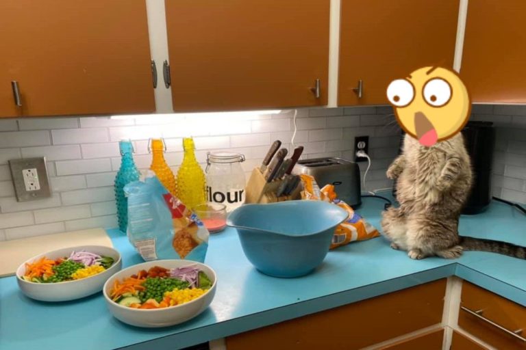 貓咪站在廚櫃上看整碗「蔬菜」　一臉鄙視：要讓朕吃草？
