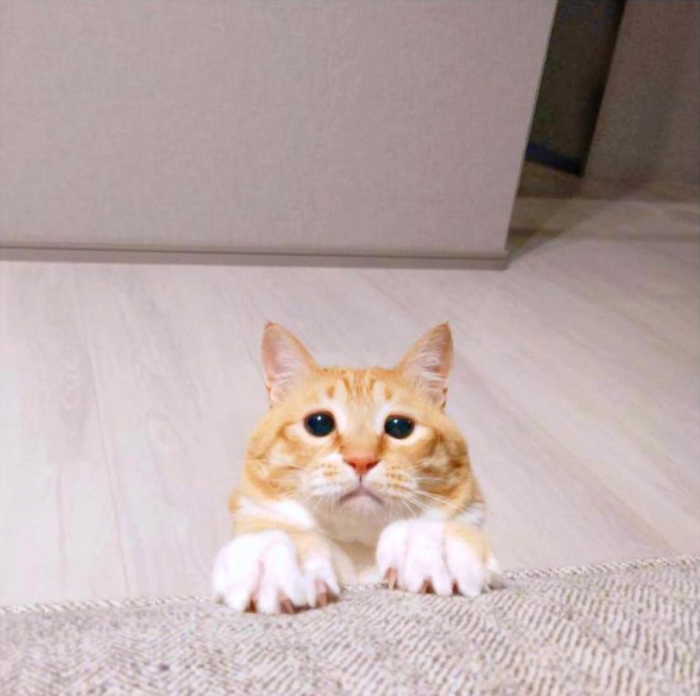 非常憂愁的秀爪爪(?)(圖/Instagram@ gupitaro)