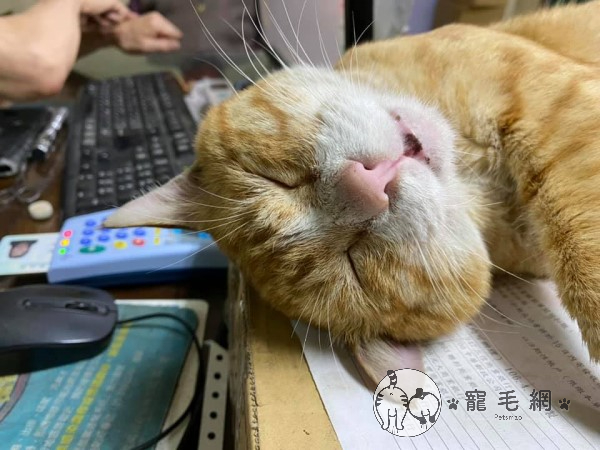 求診發現「貓護士」睡到不省人事　她笑：真的很稱職！