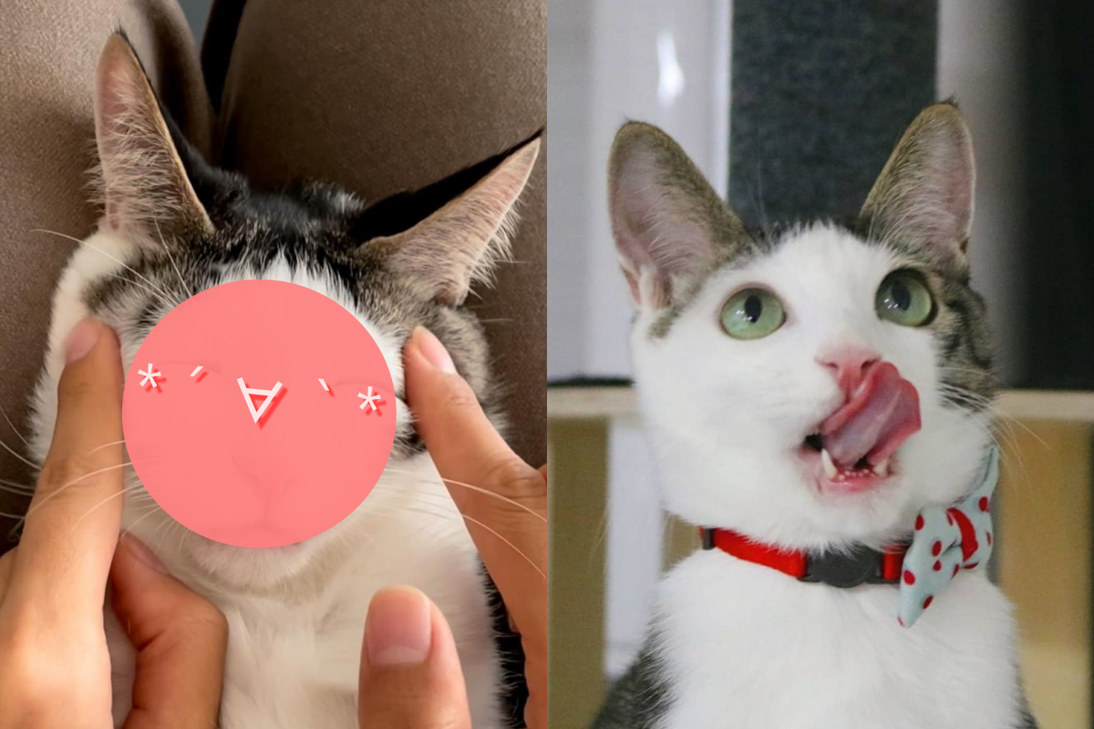 幫貓咪按摩，搓搓揉揉好療癒！（圖／Instagram＠ hoseobiiiiiii._.0410）