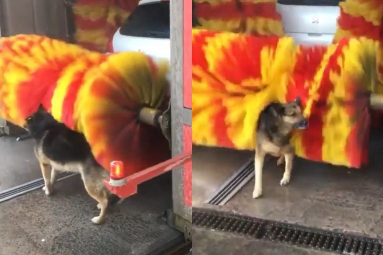 狗狗跑進機械洗車「自助洗澡」　網笑：一看就是蹭澡慣犯！
