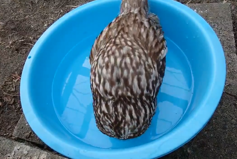 長尾林鴞低頭喝水（圖／Twitter＠ obihirozoo）
