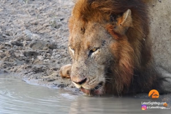 獅子喝水被烏龜「強迫索吻」　牠滿臉問號：我粉絲？