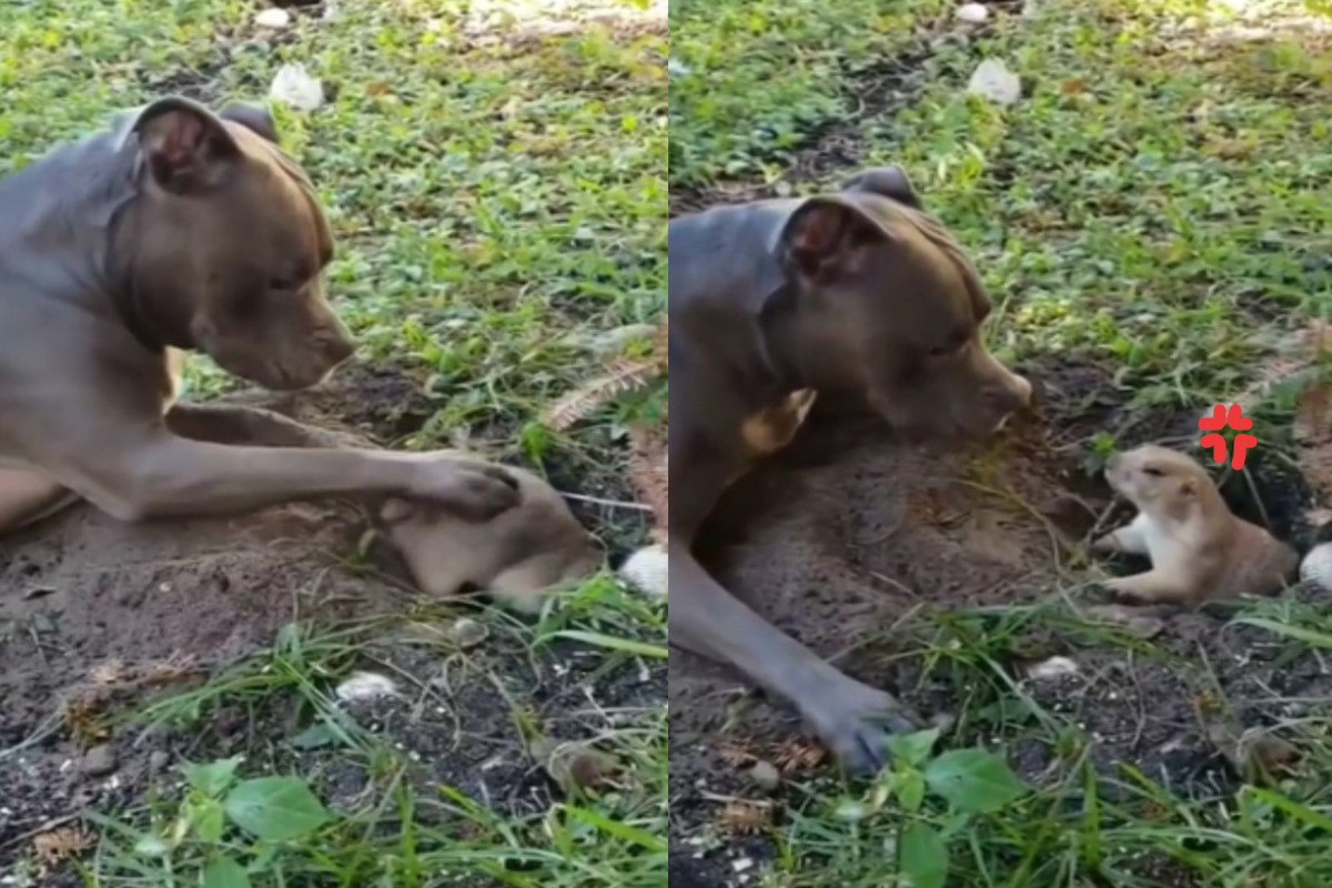 一隻大狗頻頻騷擾土撥鼠挖洞，搗亂的行為讓土撥鼠動怒。（圖／翻攝自reddit ＠GQveracity）