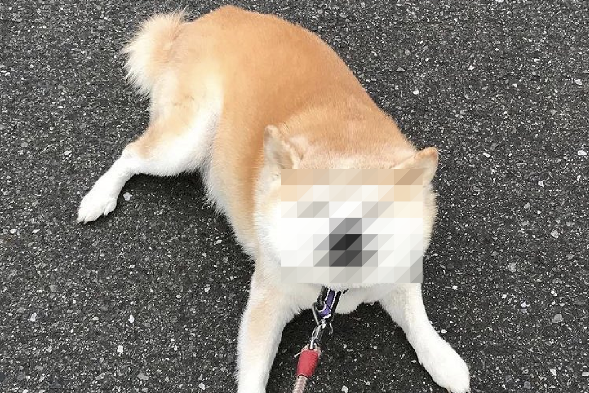 柴柴任性不想回家，被項圈擠歪臉也不願配合！（圖／Twitter@ iyagaruinu） 