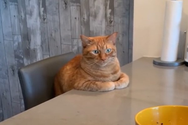 橘貓桌邊「收手手」看奴才揉麵團　網笑：在看做菜秀？