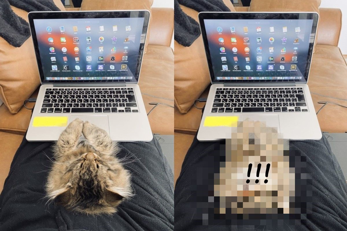 日本一名貓奴分享居在家辦公時，被貓主子騷擾的實況，引起許多網友共鳴。（圖／twitter @ymnc_rf）