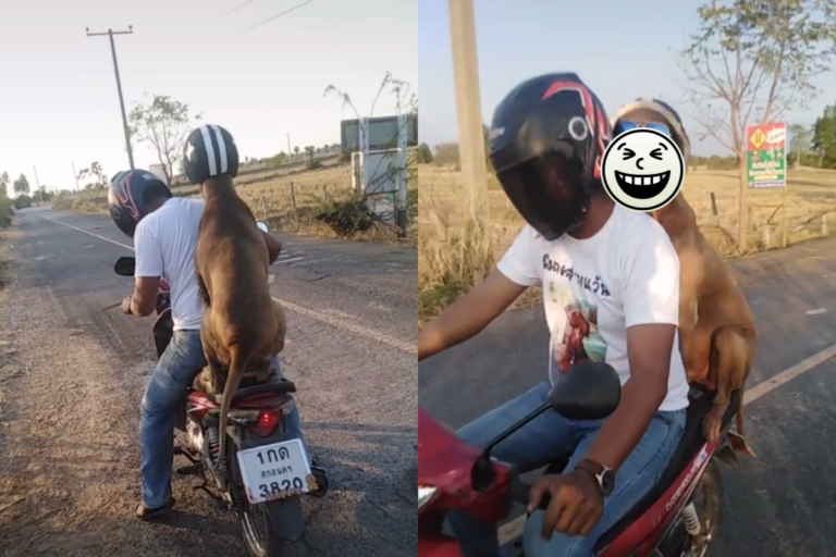 泰國用戶經常在Tiktok @ jak_sound上與他的狗的日常，帶狗兜風這則影片在網路上爆紅。（圖／TikTok @jak_sound）