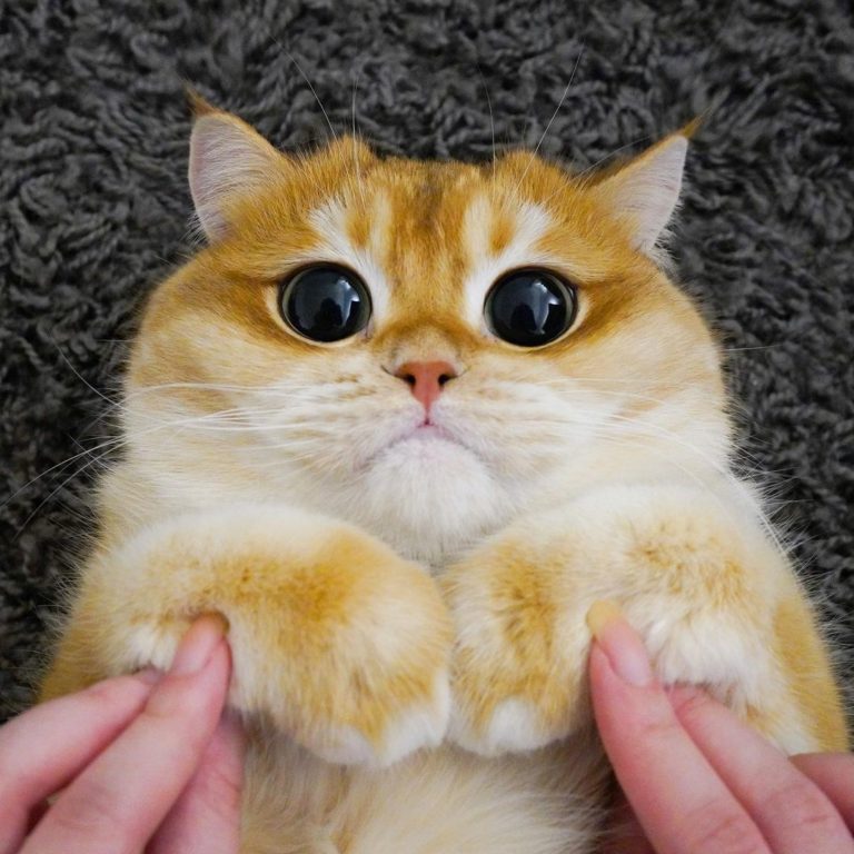 皮斯可撒嬌的樣子可以說跟鞋貓是一模一樣!(圖/Instagram@ pisco_cat)