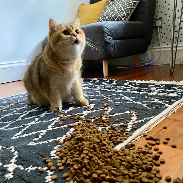 奴才打翻飼料「大放送」　貓皇露Ｏ型嘴：幸福來得太突然！