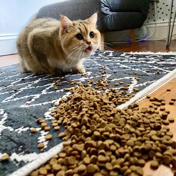 奴才打翻飼料「大放送」　貓皇露Ｏ型嘴：幸福來得太突然！