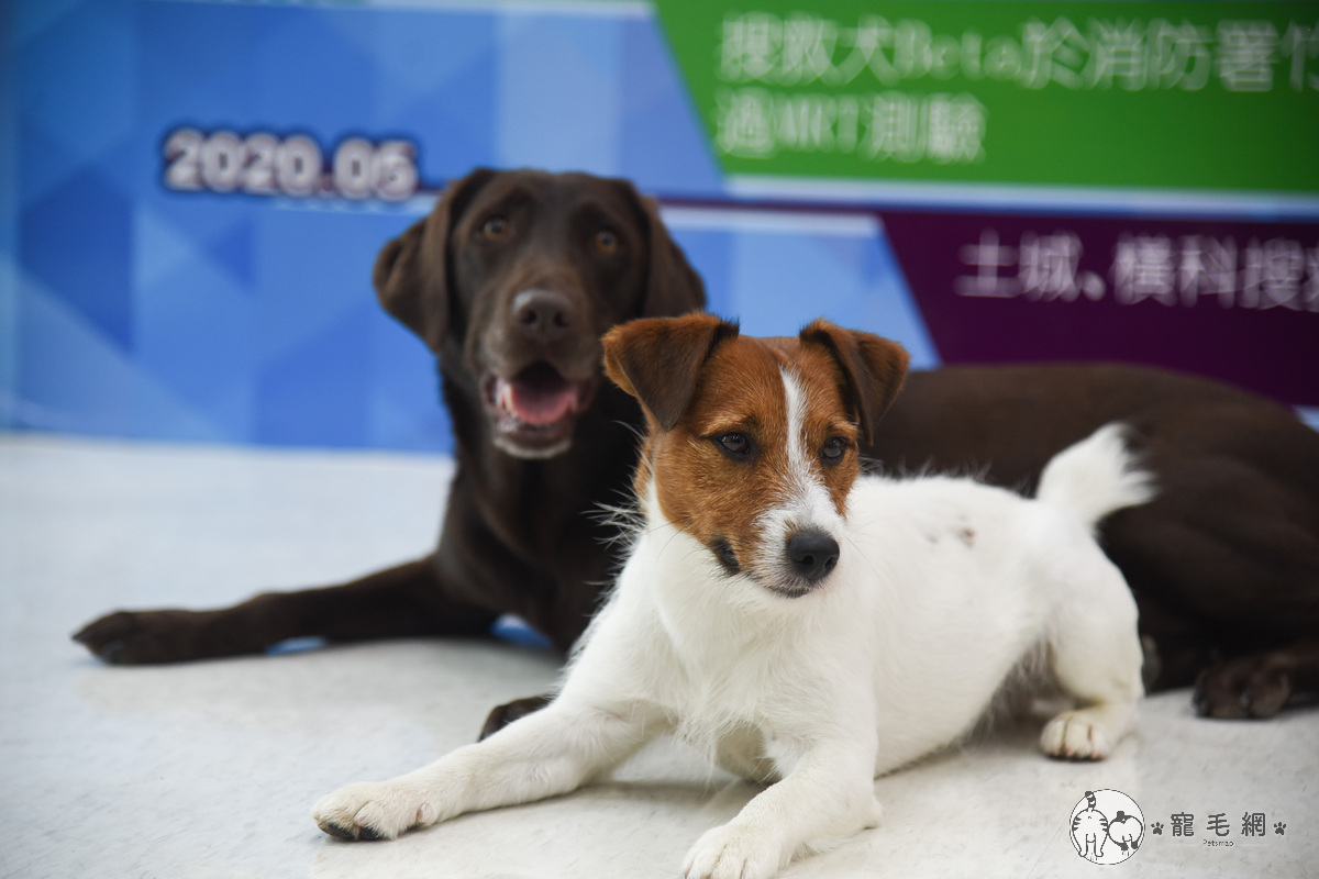 太魯閣號重大事故搜救行動，背後有一群默默無名的搜救犬們功不可沒。（圖／寵毛網，記者陳明安攝） 