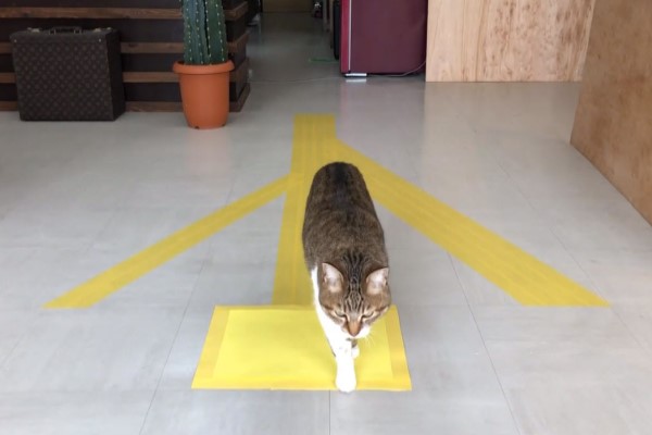 有強迫症？貓咪走路必踩色塊　實測反應讓網友都笑了！