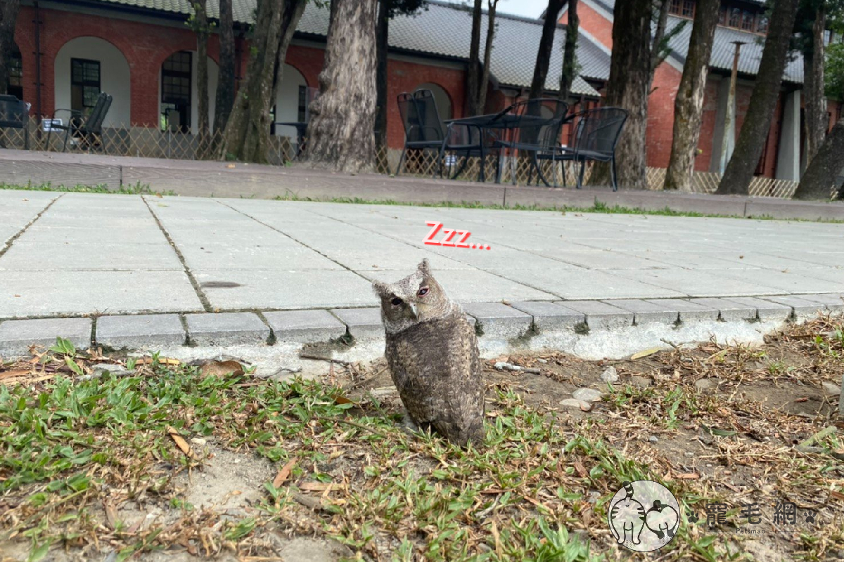 ▲小貓頭鷹於台南飛翔時自摔，跌倒後竟原地「度辜」！（圖／Facebook@ TainanOldWaterworksMuseum）