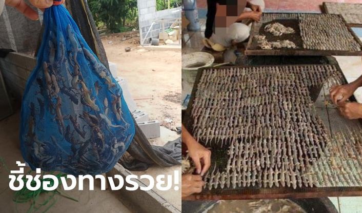 ▲近期，有泰國臉書網友刊登貼文，表示願意以1公斤300泰銖、1噸30萬泰銖的價格收購壁虎，引發網友的瘋狂轉載。（圖／翻攝自推特）