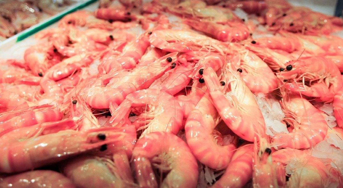 ▲吃火鍋點白蝦大勝「天使紅蝦」？饕客一面倒。（示意圖／翻攝Pixabay）