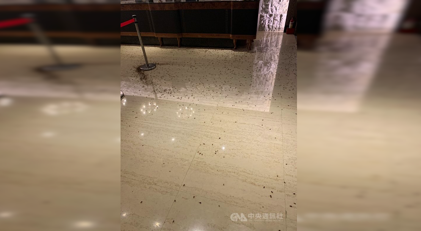 ▲台北市義警大隊3日晚間在中山區一間餐廳舉行聯誼餐會，有2名男子持裝滿蟑螂的袋子，進入店內衝向2樓櫃台丟擲後逃逸，轄區警方正在調閱監視器畫面追查犯嫌，以釐清犯案動機。（翻攝照片）中央社記者黃麗芸傳真 110年5月3日