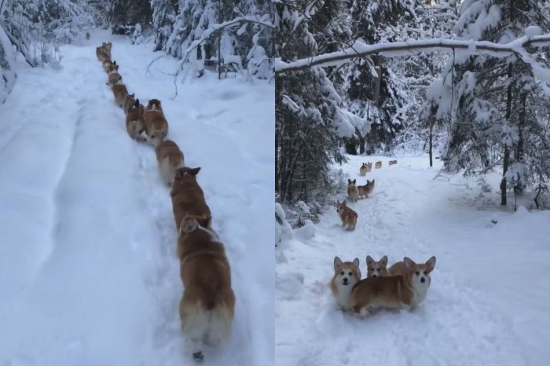 ▲雪地中科基剷雪隊出發，屁屁左扭右擺超級療癒。（圖／Facebook＠ Октябрина Рондик）