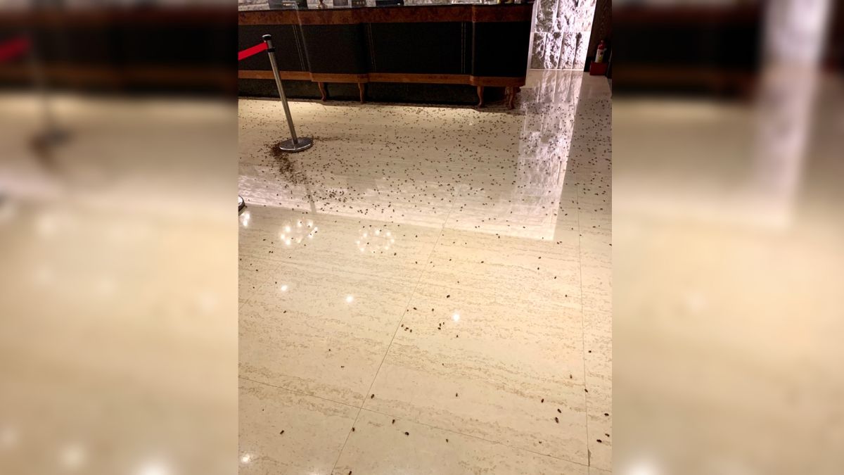 ▲台北市義警大隊3日晚間在中山區一間餐廳舉行聯誼餐會，有2名男子持裝滿蟑螂的袋子，進入店內衝向2樓櫃台丟擲後逃逸。（圖／市議員王欣儀提供）