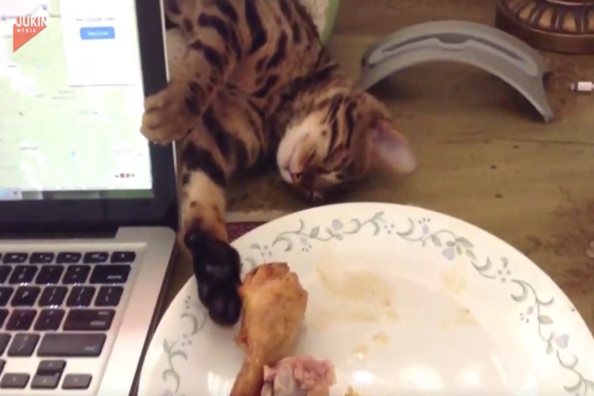 ▲貓咪裝夢遊想要偷吃雞腿，被網友笑太會演戲！（影／美聯社 AP+Jukin Media授權）