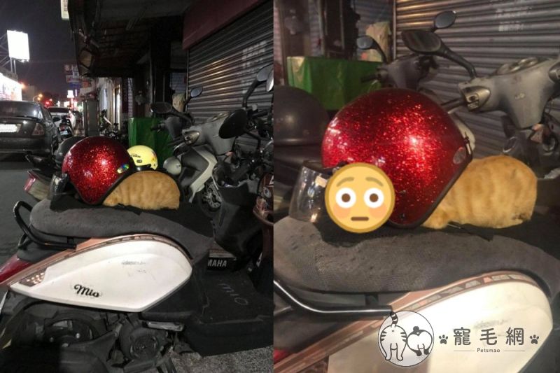 ▲網友王小姐日前下班時，發現一隻浪橘鑽進別人機車上的安全帽裡。（圖／網友王權權授權提供）
