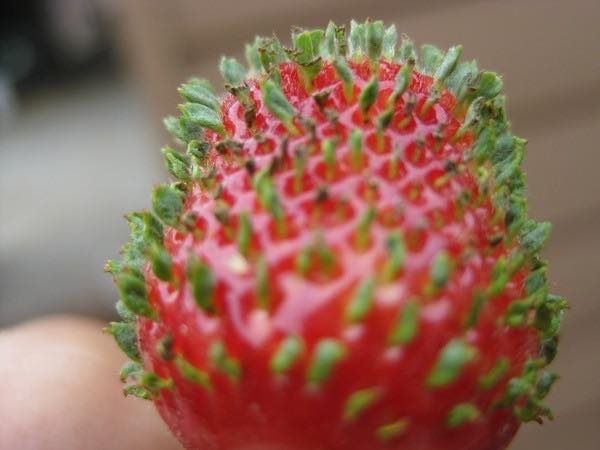 ▲其他網友分享的草莓發芽照。（圖／翻攝自＠@masanori_nozawa的推特）