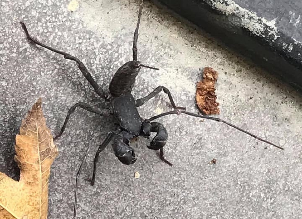 ▲近日有女網友在廁所驚見「巨型焦黑怪蟲」，並好奇請益大家「這是啥生物？」結果內行一看紛紛揭密「真實來頭」，直呼是「蟑螂剋星」，且一隻要價高達6、7百。（圖／翻攝自臉書社團「爆系知識家」）