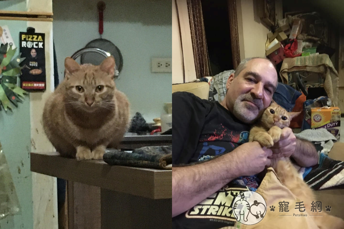 ▲老公原本不想養貓，現在卻每天跟愛貓「黏TT」，這幕令老婆吃醋！（圖／網友Alice Chu授權提供）