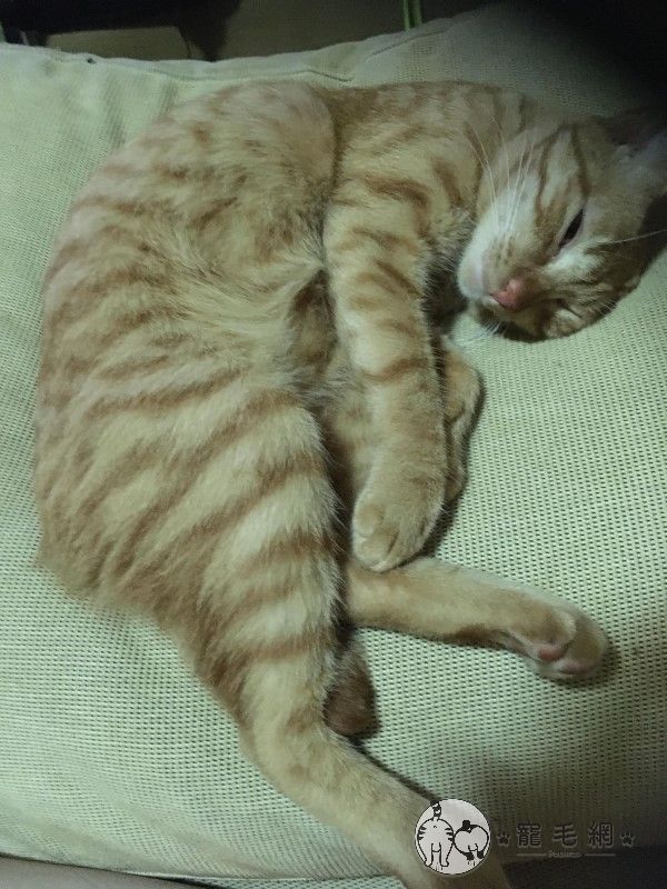 ▲是一隻有條紋的可愛橘貓。（圖／網友Alice