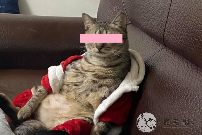 胖貓穿衣服癱坐沙發眼神超哀怨　奴笑：應該很喜歡吧？
