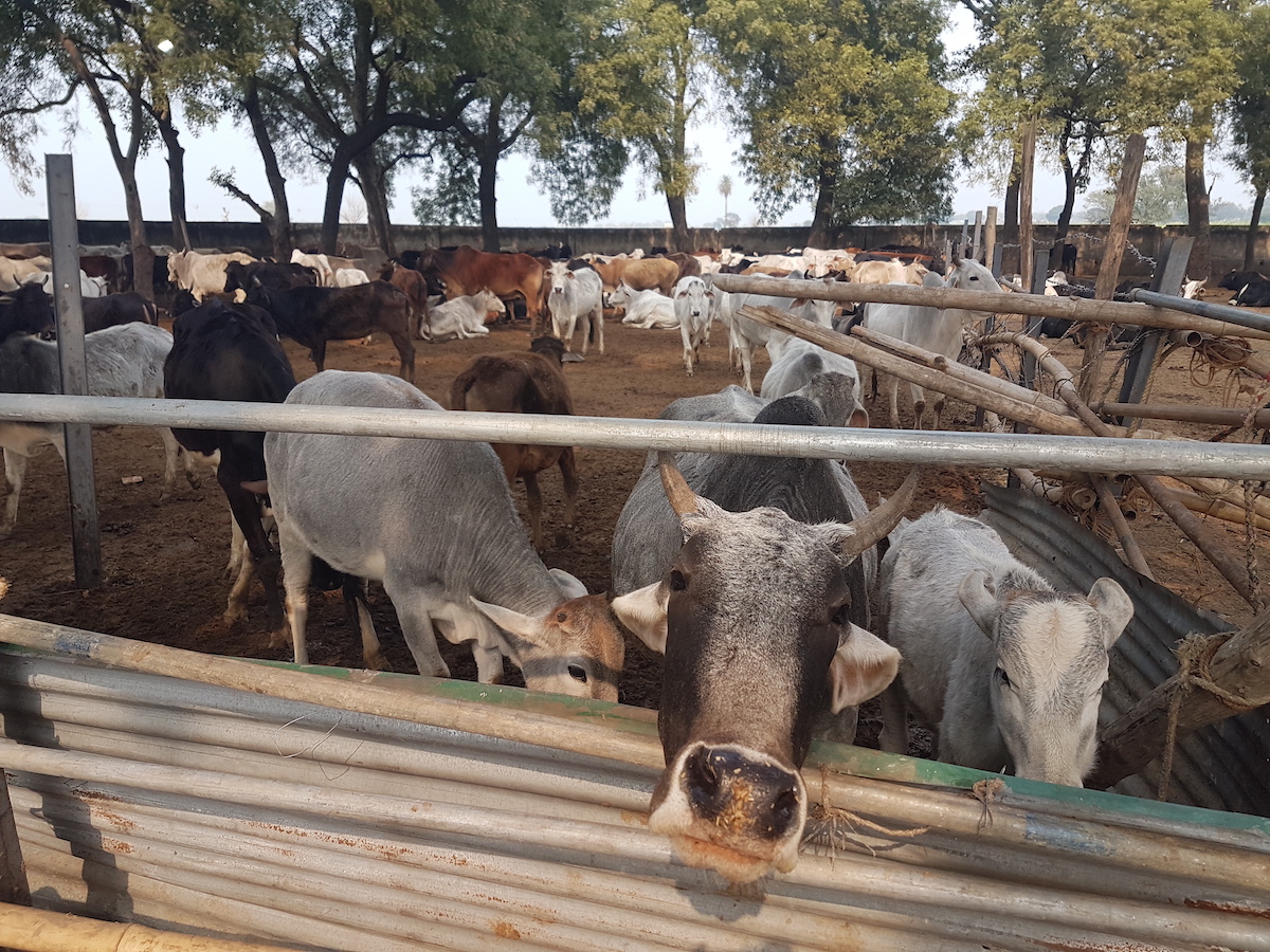 ▲印度醫療瀕臨崩潰，北方邦政府卻為了保護牛隻，下令投入血氧儀。資料照片。（圖／美聯社／達志影像）