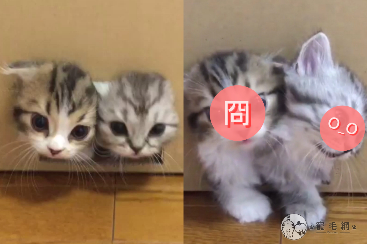 ▲兩隻幼貓堅持同時鑽小洞，動彈不得6秒鐘！（圖／美聯社 AP＋Jukin Media）