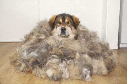 ▲這毛量已經完全超過狗狗的體積了！（圖／Instagram＠