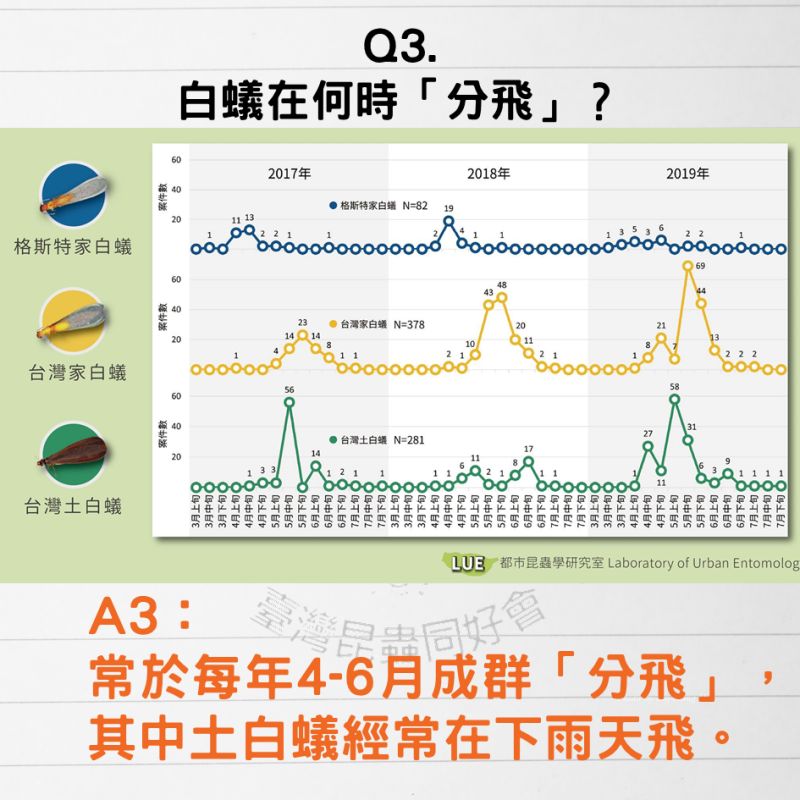 ▲白蟻常見於每年4~6月成群「分飛」,而其中土白蟻經常在下雨天飛。(圖/翻攝自《台灣昆蟲同好會》臉書)