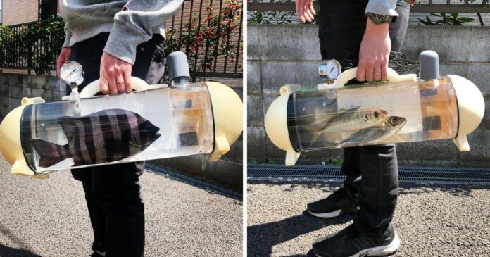 ▲日本一家廠商打造一系列透明容器樣的手提袋，讓飼主能攜帶「魚兒子」出門散步。（圖／擷取自@katsugyo_bag/Instagram）