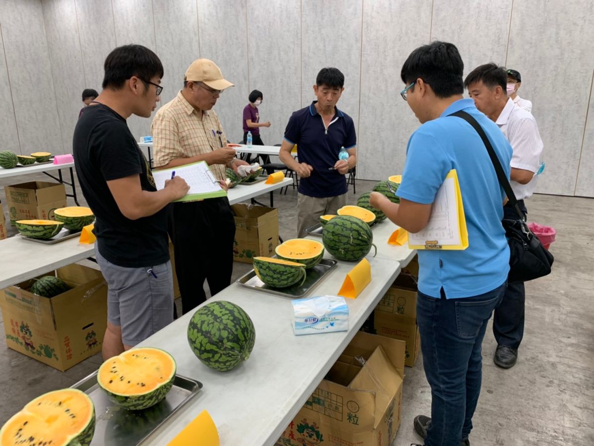 ▲中市龍井及大肚優質西瓜評鑑，由郭義隆及黃進通獲得冠軍(圖／農業局提供2021.5.8)