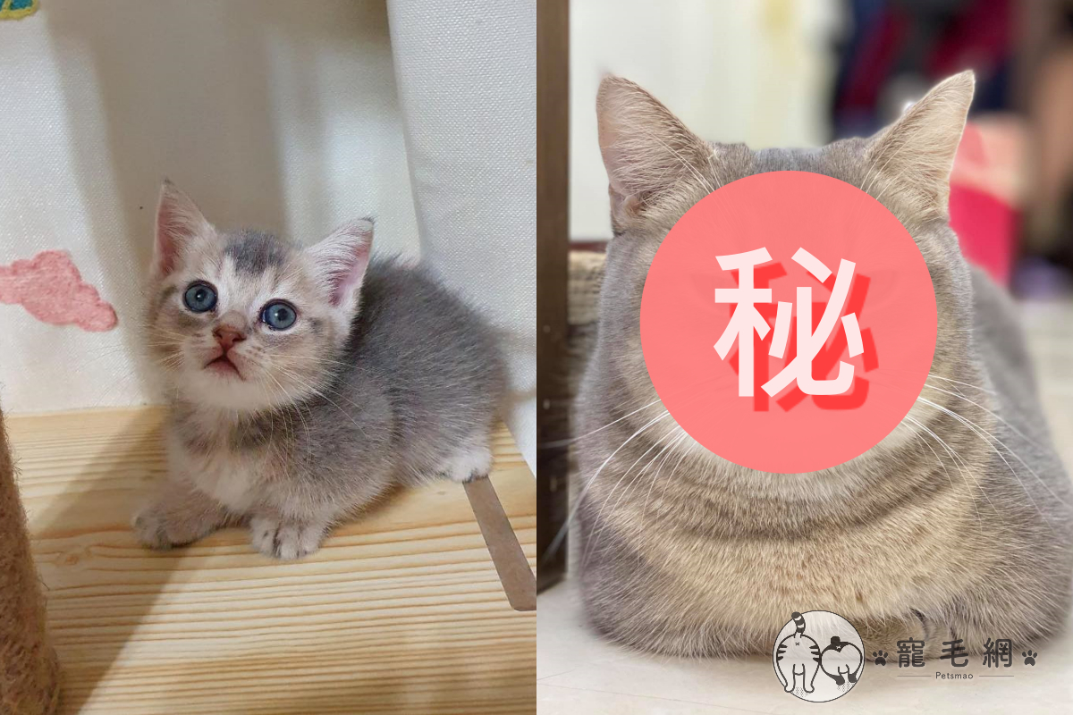 ▲貓咪小時候擁有藍色雙眼，宛若天使，長大後卻變了一個模樣。（圖／網友邱湘甯授權提供）