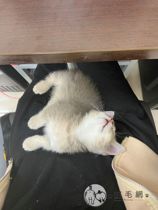 ▲工作中貓貓自然地爬上人員的大腿睡覺。（圖／網友邱湘甯授權提供）