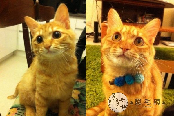 ▲林醫師的第二隻貓咪「橘小橘」，曾被浪犬攻擊、努力存活下來的小貓，當時牠還只是「短毛貓」。（圖／寵毛網拍攝）