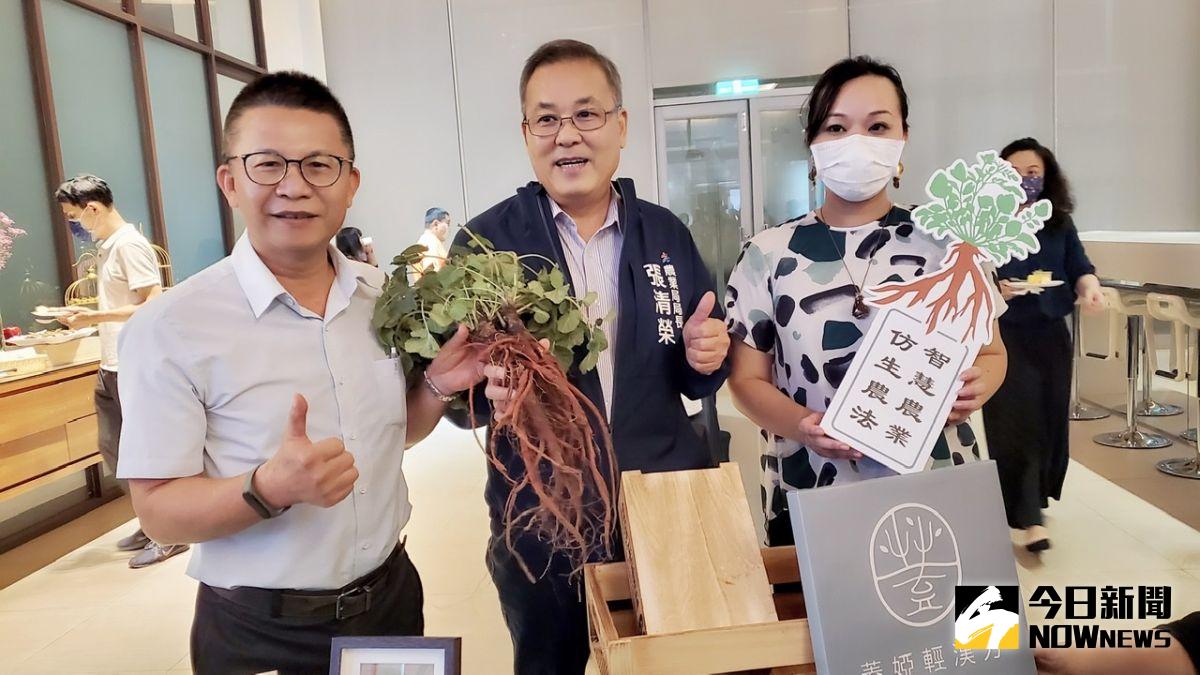 ▲企業運用專利仿生農法與智慧農業科技技術，種植出華人養生需求的無毒漢方作物「丹參」。（圖／記者陳美嘉攝，2021.05.10）