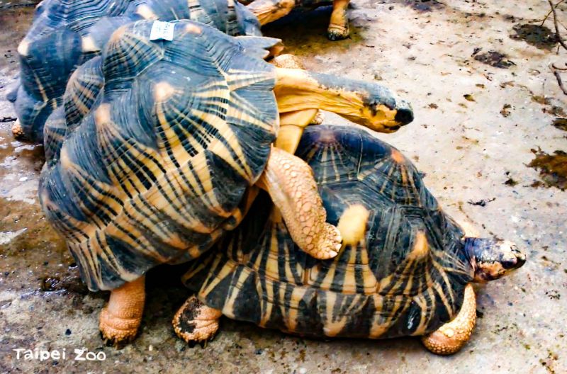 ▲逛動物園時怎麼會突然聽到「機關槍掃射聲」？動物園也解釋害羞真相：陸龜繁殖季節到了！（圖／台北市立動物園）