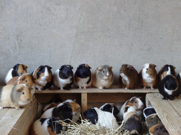 ▲市川市動植物園飼養一群可愛天竺鼠，牠們經常聚在一起「開會」。（圖／twitter