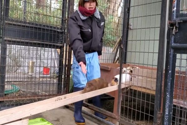 天竺鼠 排隊過橋 竟塞車 網笑 還原動畫場景 新奇 Nownews今日新聞 天竺鼠 排隊過橋 竟塞車 網笑 還原動畫場景 新奇 Nownews今日新聞