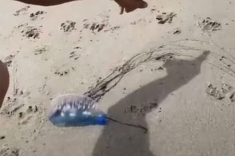 ▲國外有男網友在沙灘撿到一隻藍色水母，沒想到下秒竟拿起來舔兩口。（圖／翻攝自《@alexa_reed2》TikTok ） 
