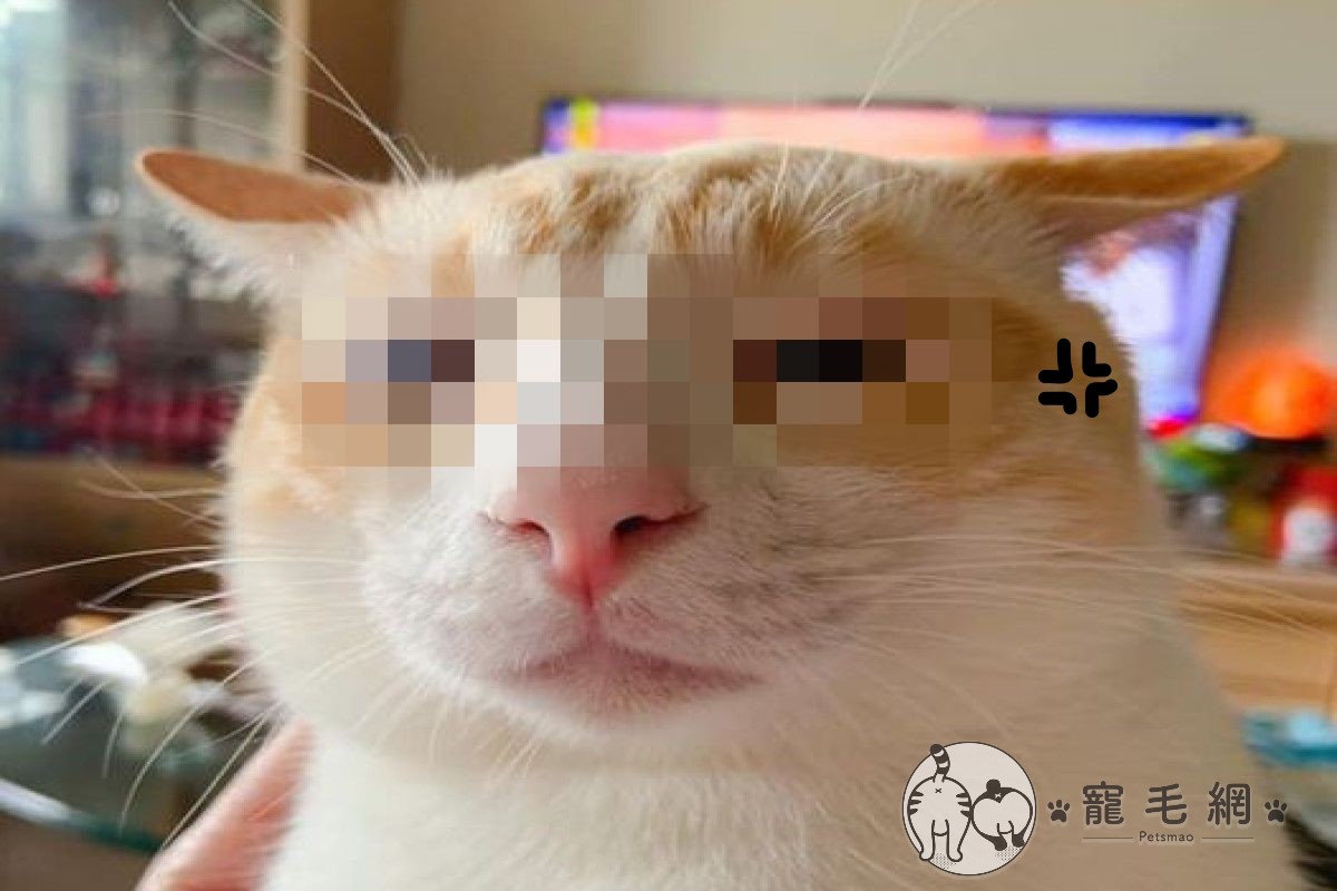 ▲網友謝小姐日前抱著「福丸」，沒想到牠睡醒後竟然對她開飛機耳又滿臉鄙視！（圖／網友謝嘉琳授權提供）