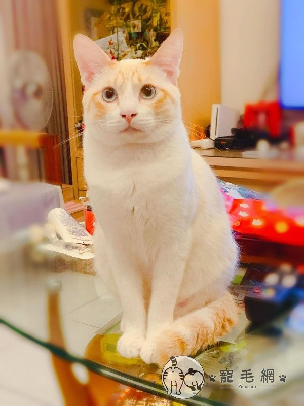 ▲謝小姐有一隻可愛的奶油貓「福丸」。（圖／網友謝嘉琳授權提供）