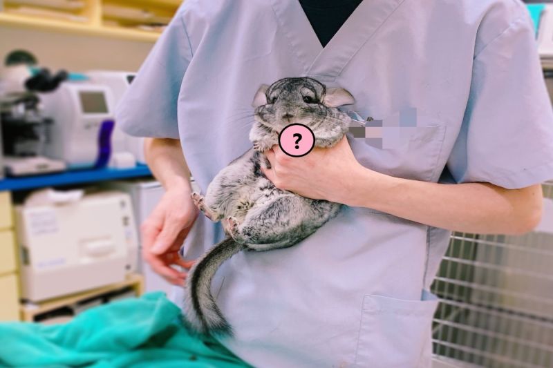▲日本一隻龍貓日前到醫院做檢查時，因為很緊張而做出一可愛動作。（圖／twitter ＠sumochinchilla）