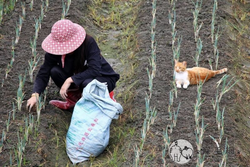 農友工作貓咪趴田埂「陪種蔥苗」　網讚：可愛小監工！
