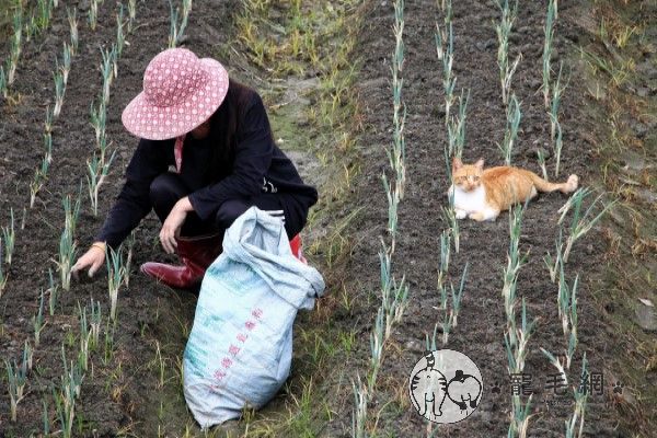 ▲陳小姐發現一名農婦正在認真種蔥苗施肥，一旁有一隻橘白貓趴在田埂間乖乖陪伴！（圖／網友陳君君授權提供）